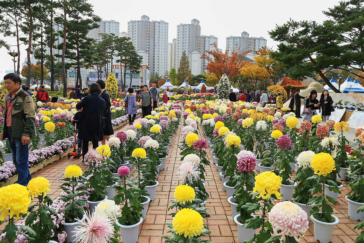 Chrysanthemums festival, Yangsan, South Korea