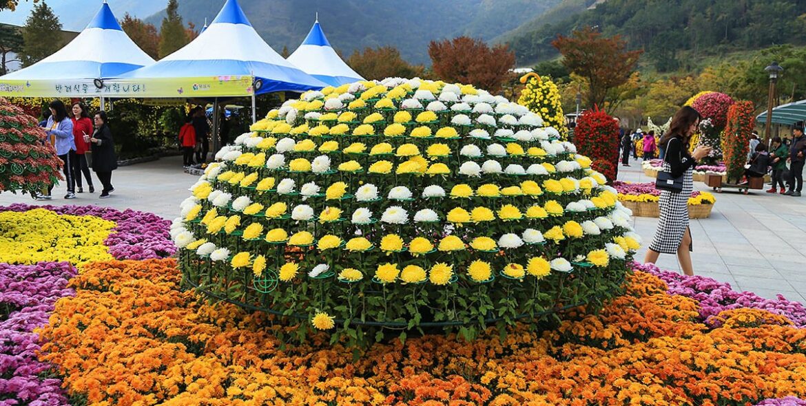Chrysanthemums Festival in Yangsan City, South Korea