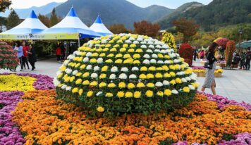 Chrysanthemums Festival in Yangsan City, South Korea