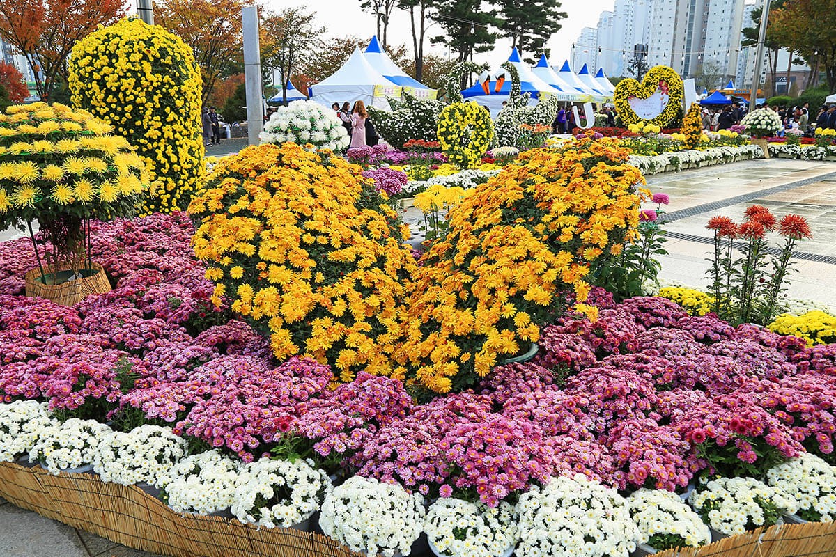 Chrysanthemums festival, South Korea, Yangsan