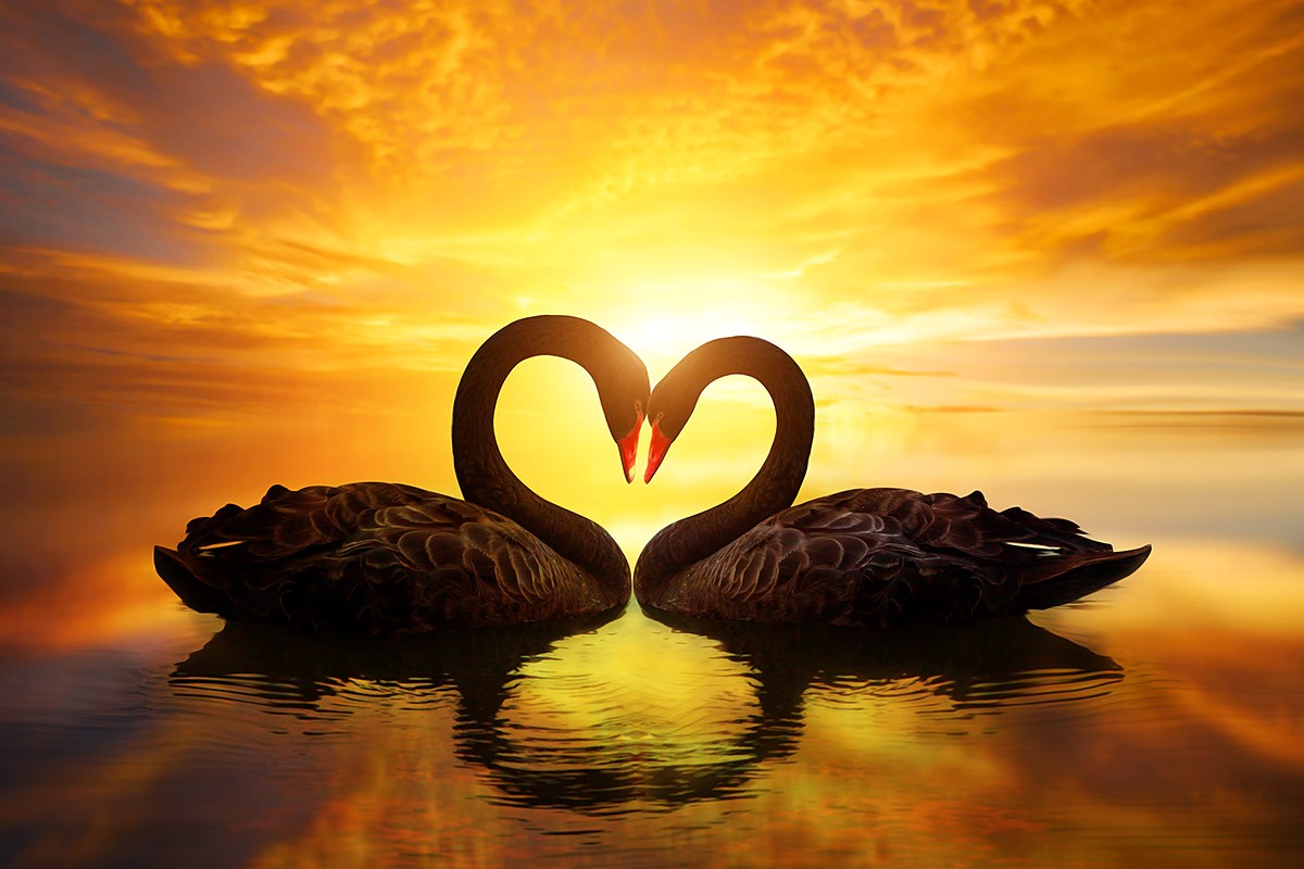Image of two magnificent swans at sunset