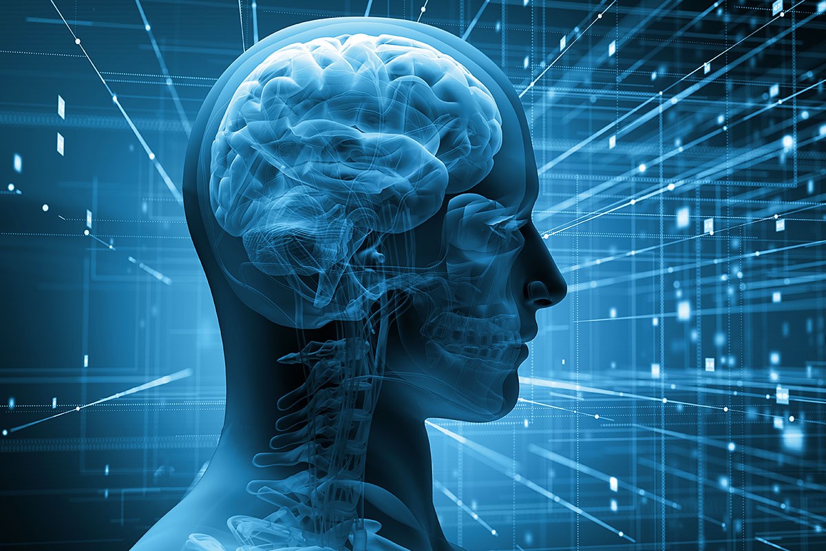 Image of a developed human brain