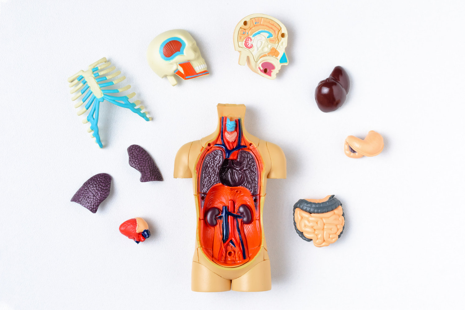This comprehensive anatomical model set is an educational tool designed to teach human body structure and organ systems.