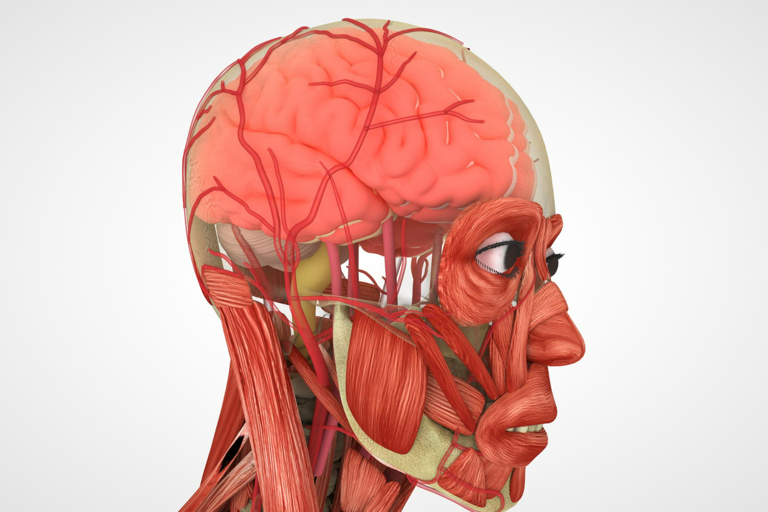 The transparent rendering reveals layers of complexity from superficial to deep structures.